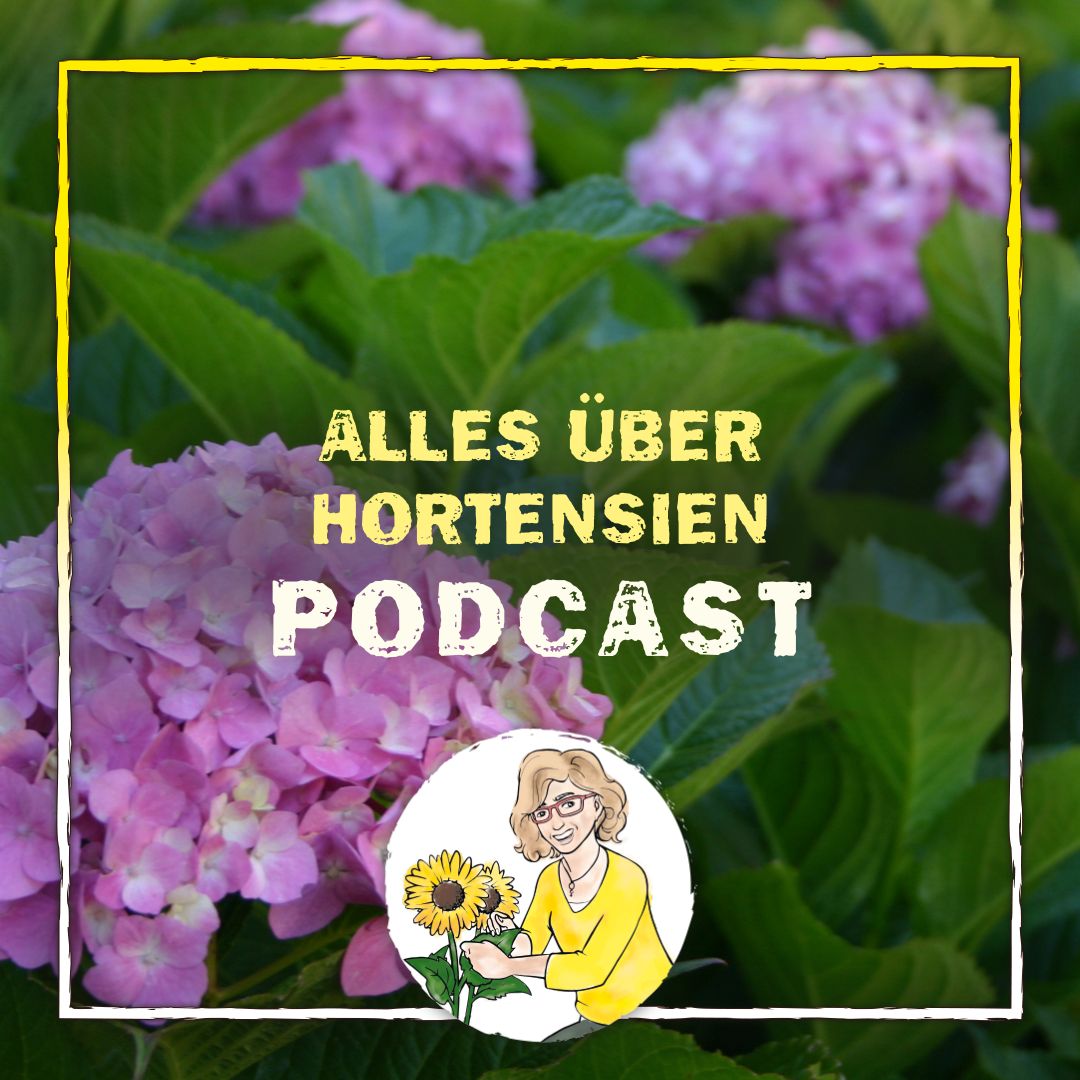 Hortensie 