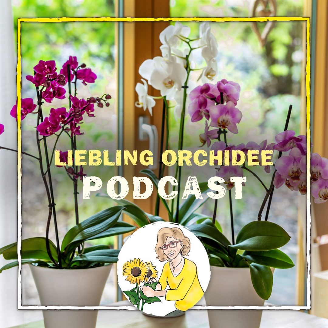 Orchidee