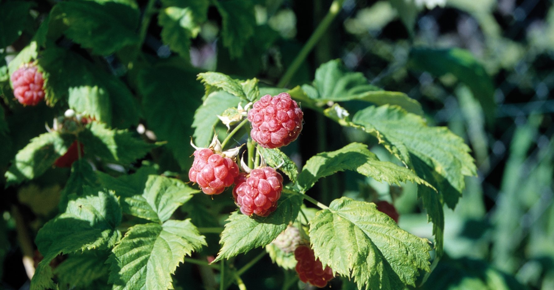 Himbeeren am Strauch