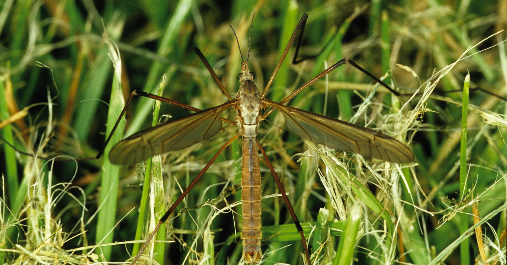 Ausgewachsene Wiesenschnake