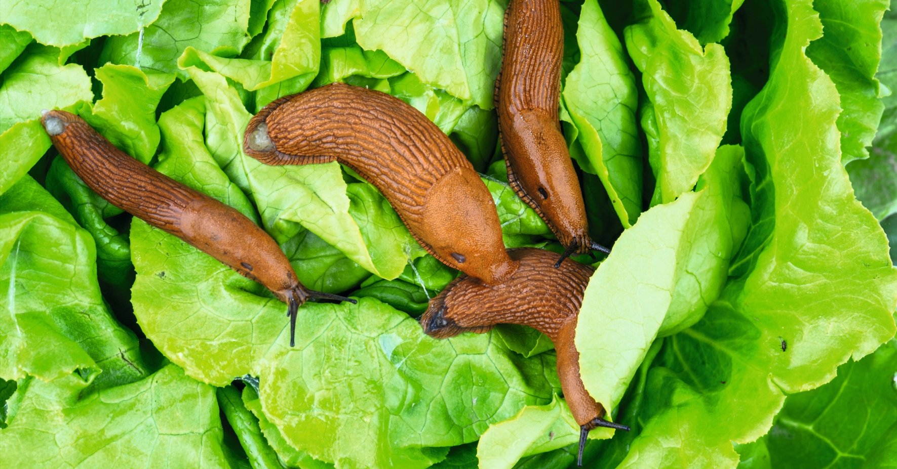 Nacktschnecken fressen Salat