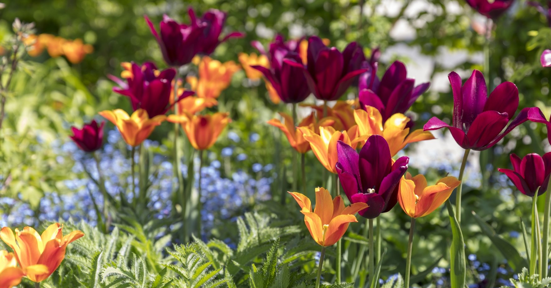 Tulpen vor Wühlmausfraß retten