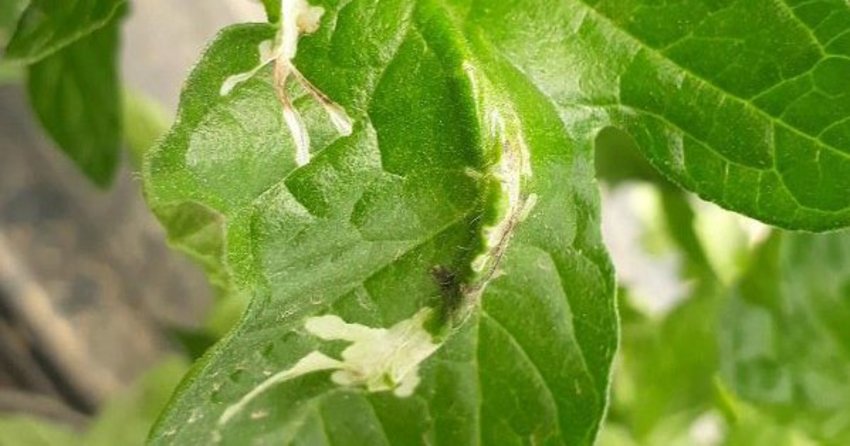 Tomatenminiermotten an Tomaten