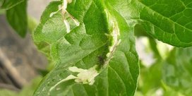 Tomatenminiermotten an Tomaten