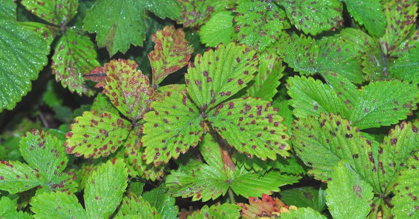 Rotflecken an Erdbeeren