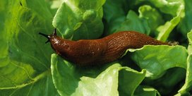 Schnecken am Feldsalat