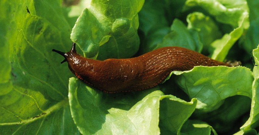 Schnecken am Feldsalat