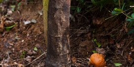 Kragenfäule am Apfelbaum