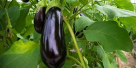 Aubergine