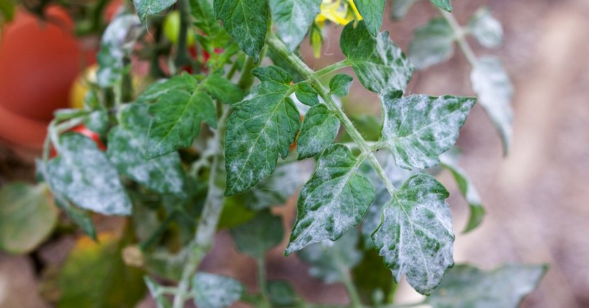 Echter Mehltau an Tomaten