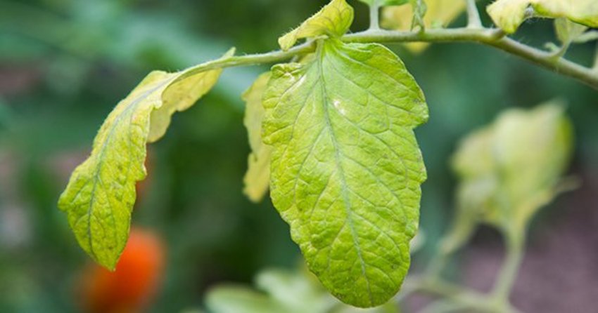 Stickstoffmangel an Tomaten