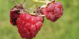 Kirschessigfliegen an Himbeeren