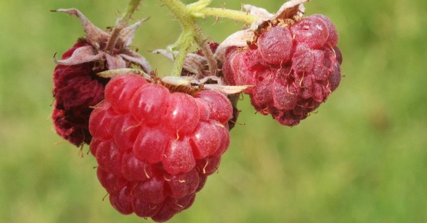 Kirschessigfliegen an Himbeeren