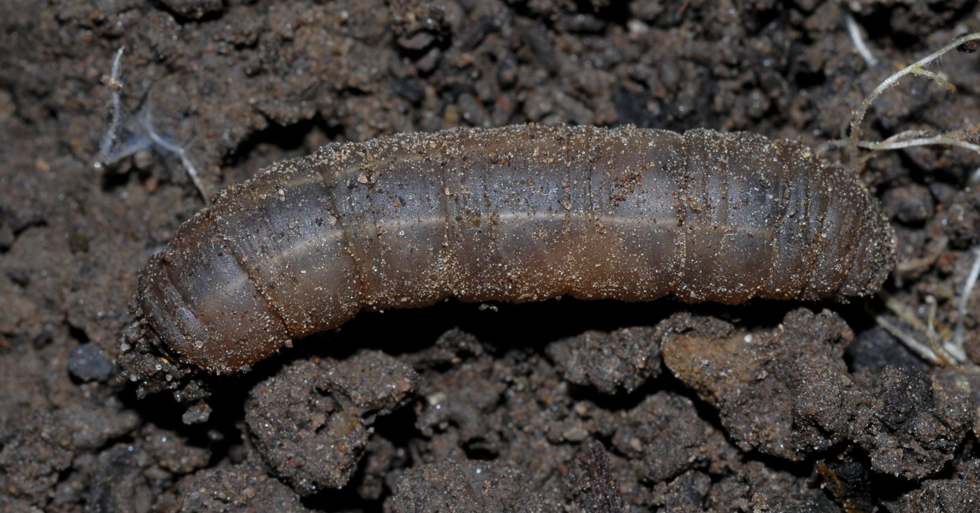 Wiesenschnake Larve