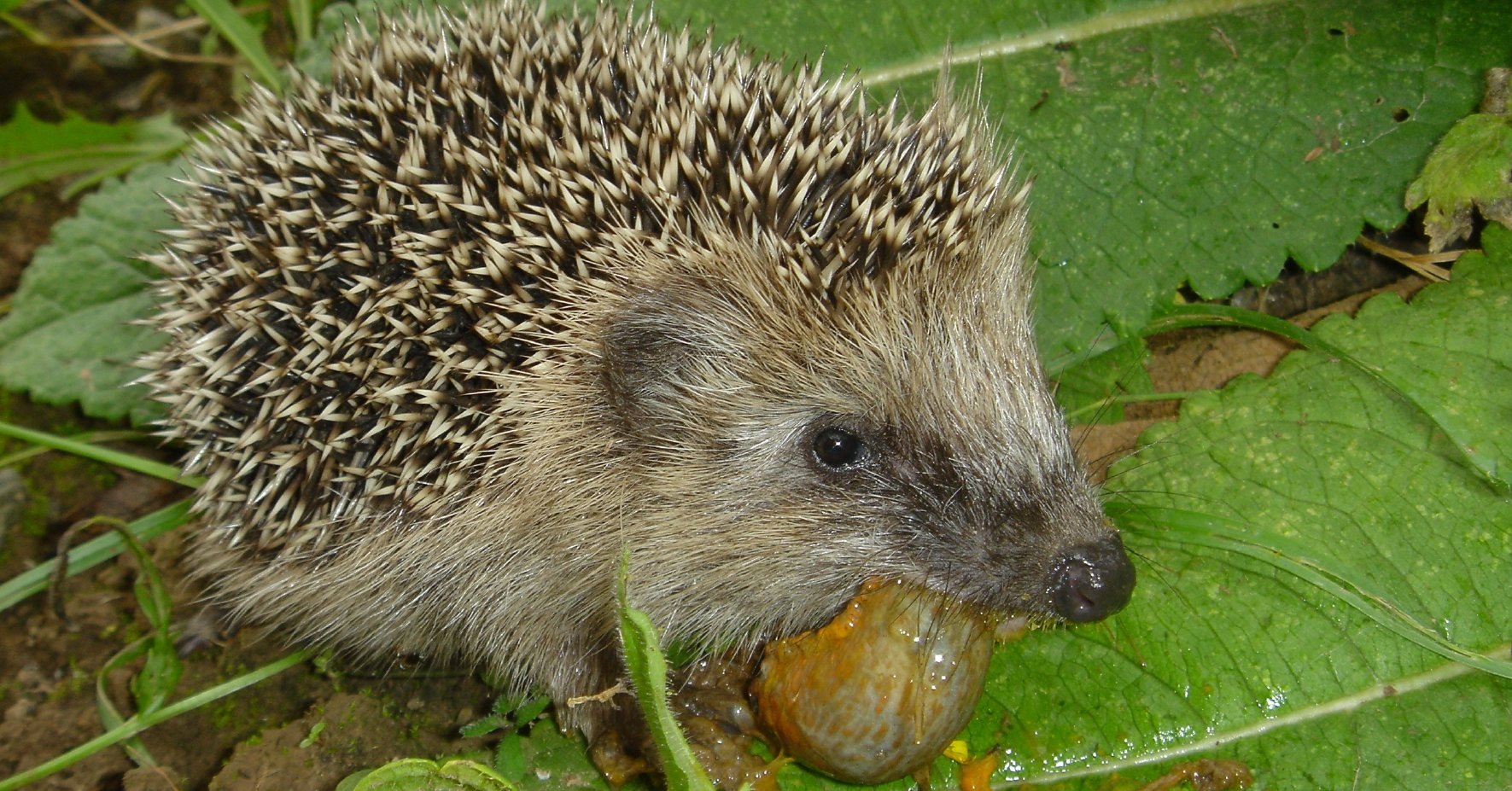 Igel fressen Schnecken besonders gern