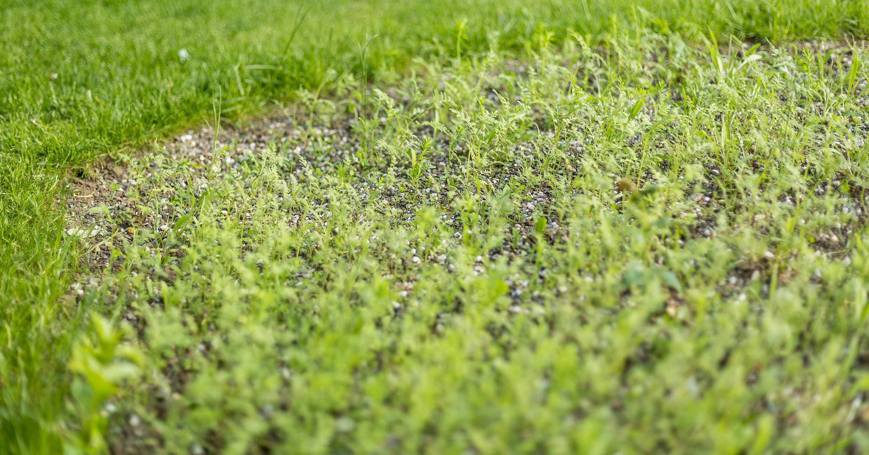 Keimendes Saatgut der Wildgärtner Freude Bienengarten Blumenwiese