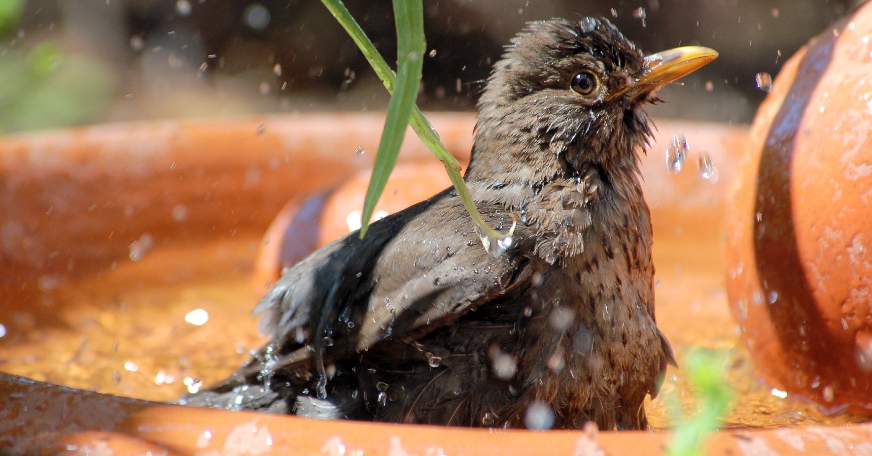 Garten für Nützlinge sicherer machen