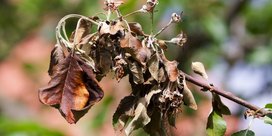 Feuerbrand am Birnenbaum