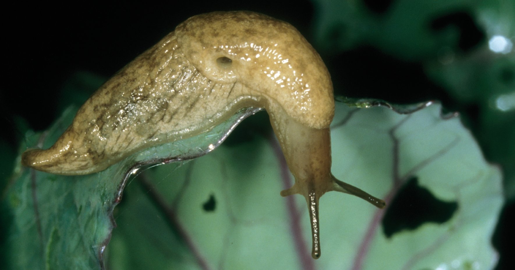 Genetzte Ackerschnecke