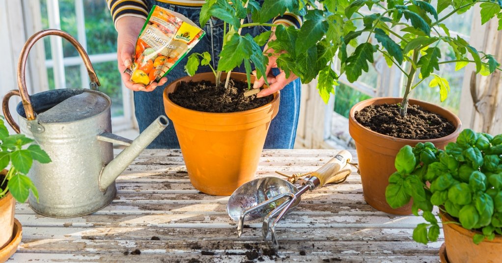 Tomatenpflanze düngen