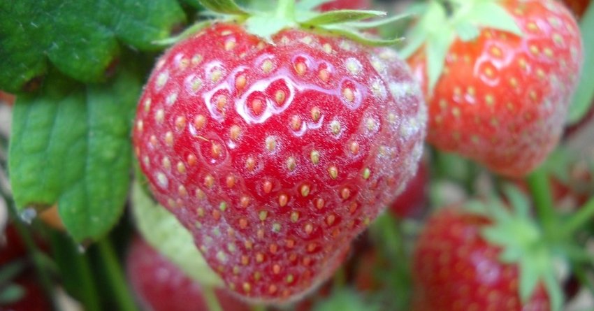 Echter Mehltau an Erdbeeren