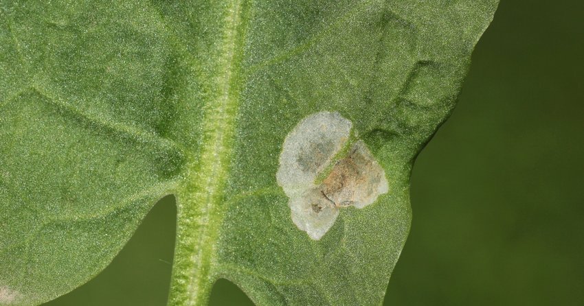 Minierfliege am Sauerampfer