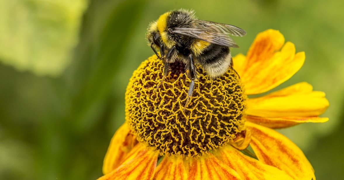 Erdhummel