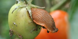 Schnecke an Tomaten