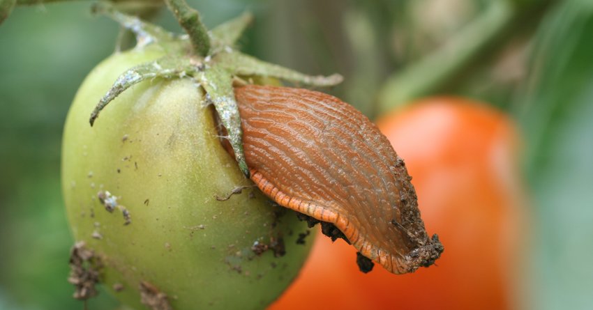 Schnecke an Tomaten