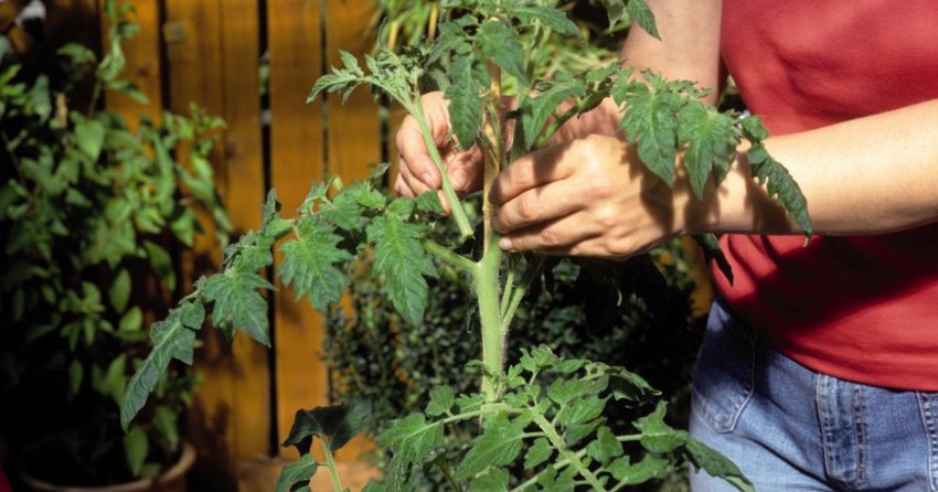 Tomate ausgeizen