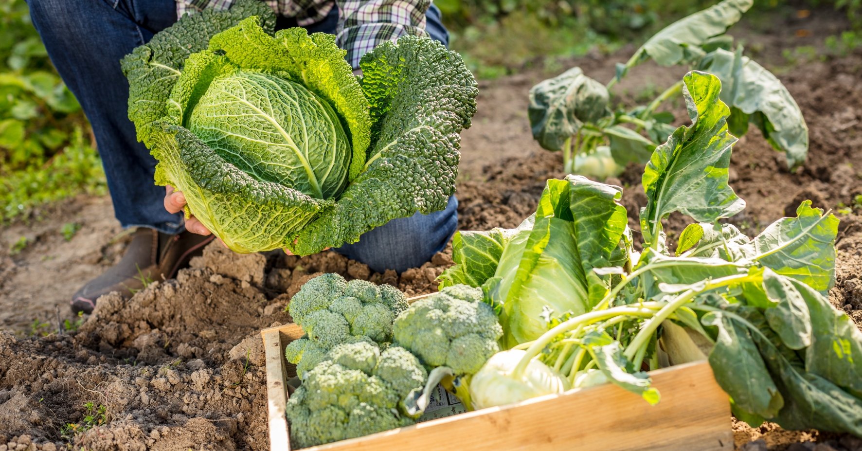 Kohl in einem Korb