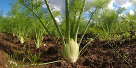 Fenchel