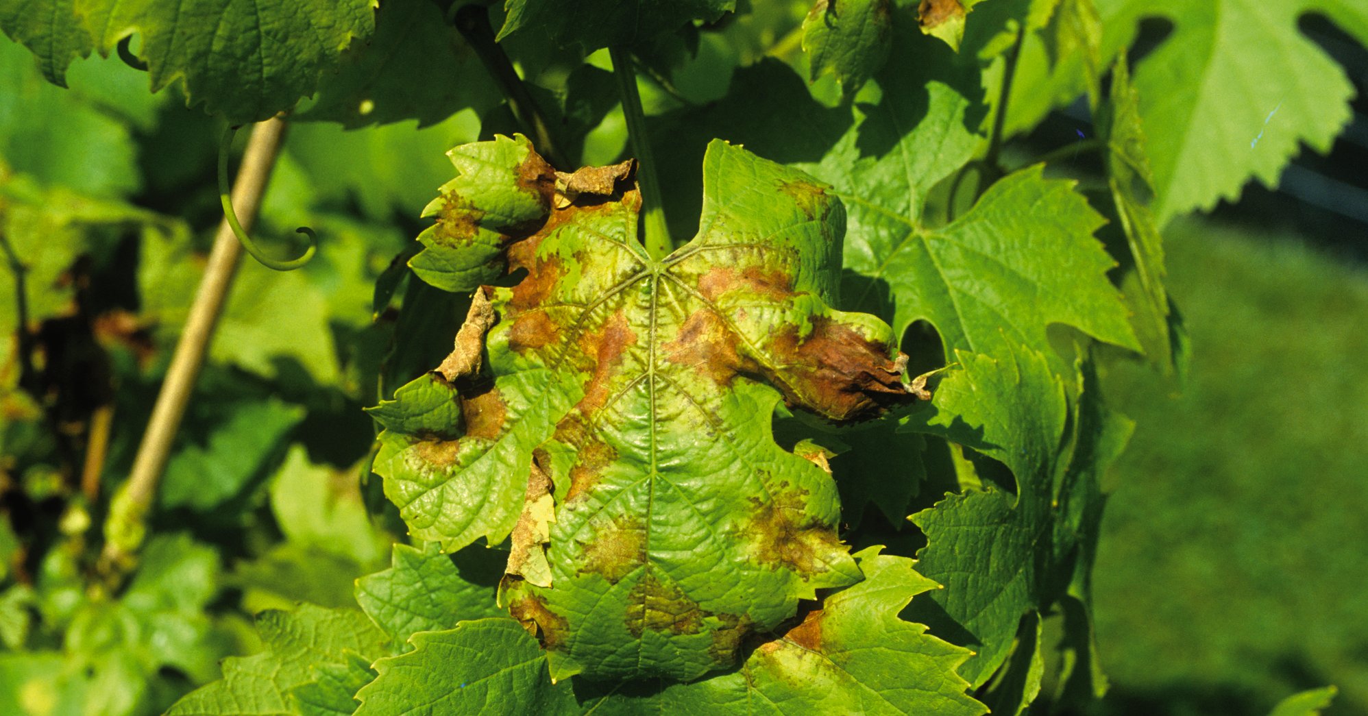 Falscher Mehltau an Wein