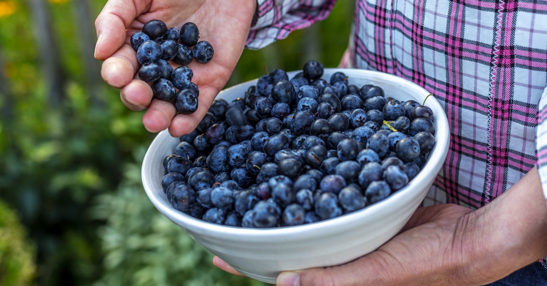 Heidelbeeren pflegen und ernten