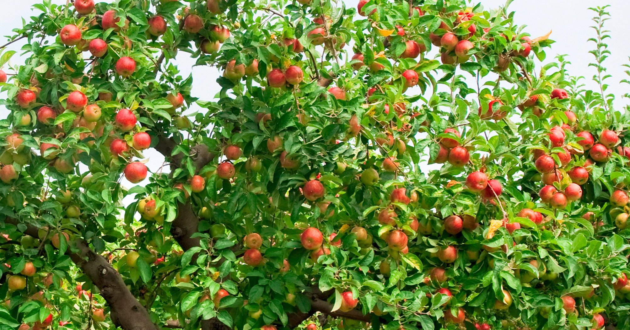 Warum Obstbäume schneiden? Weil ihr dann mehr erntet!