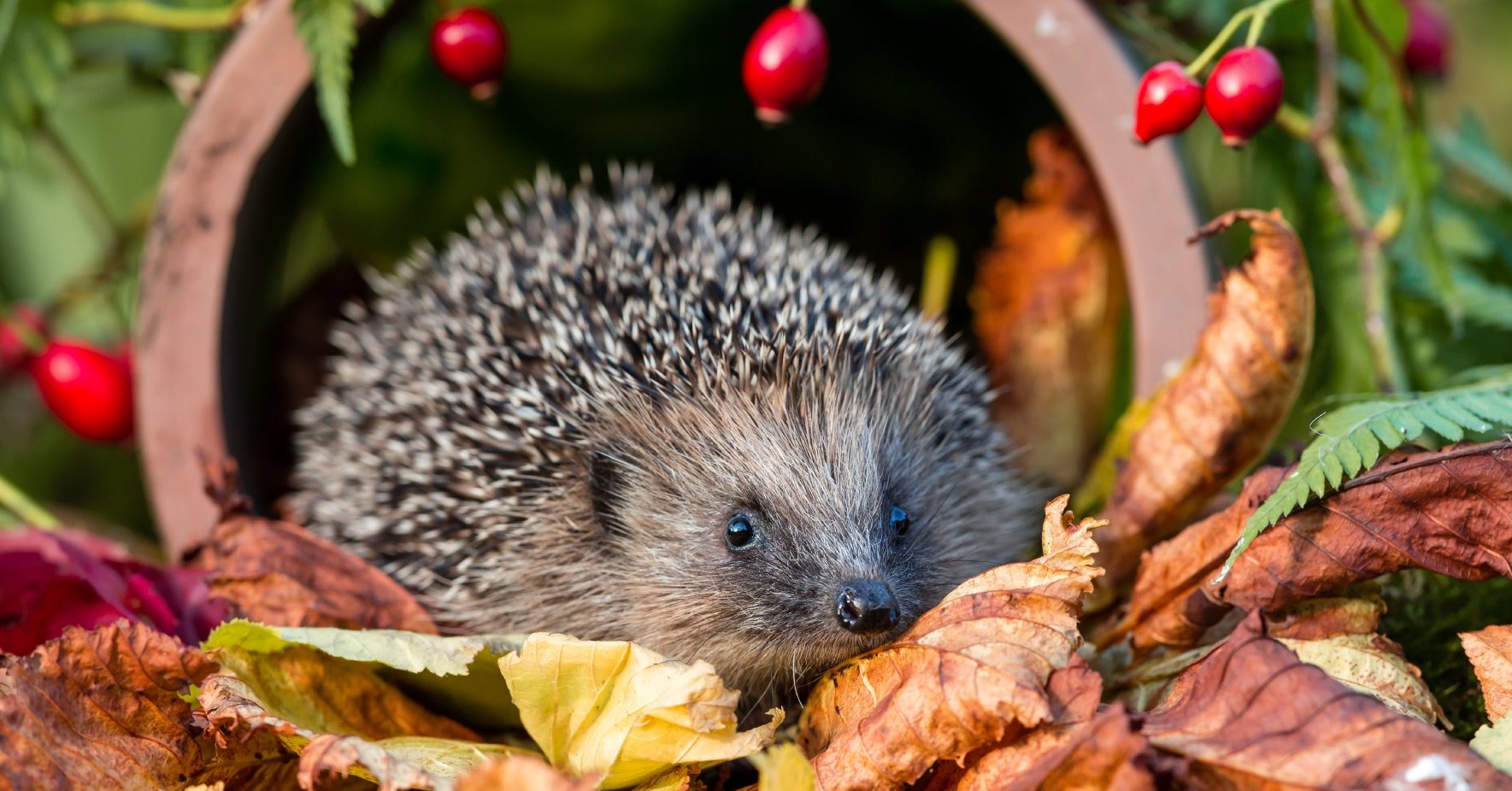 Igel benötigen einen ruhigen und geschützten Platz