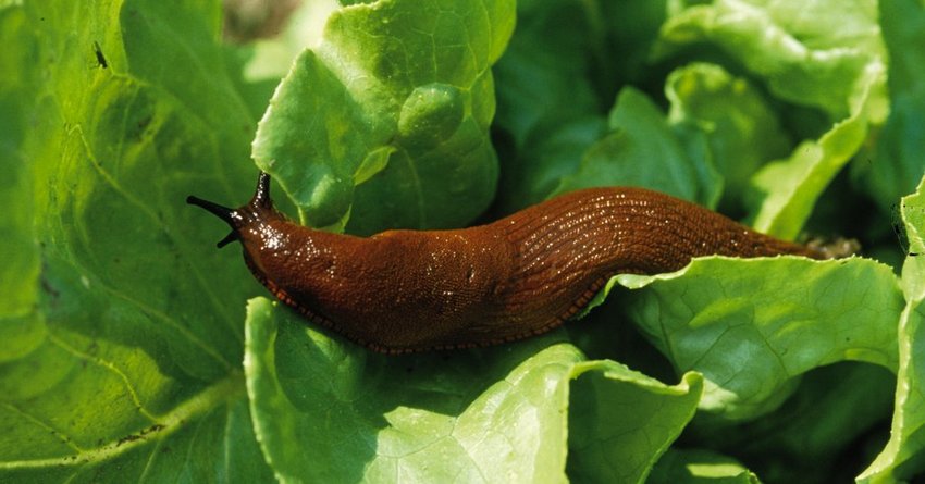 Schnecke am Rhabarber