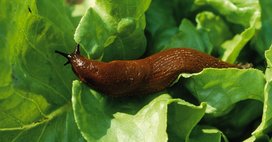 Schnecken an Paprika