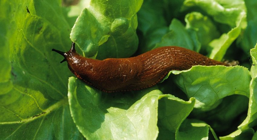 Schnecke am Kohl