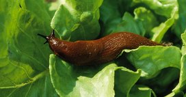 Schnecken an Mangold