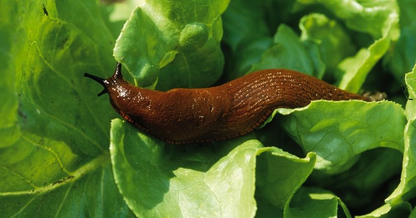 Schnecke an Artischocken