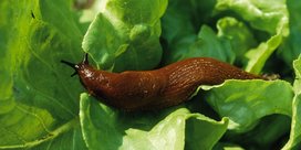 Schnecke am Fenchel