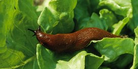 Schnecke am Salat