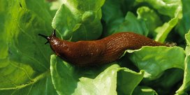 Schnecke an Sommerblumen