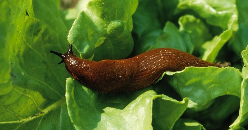 Schnecke am Salat