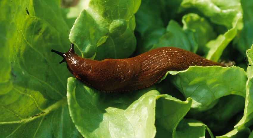 Schnecken an Erbsen