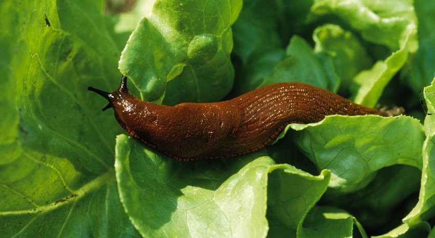 Schnecken an Mangold