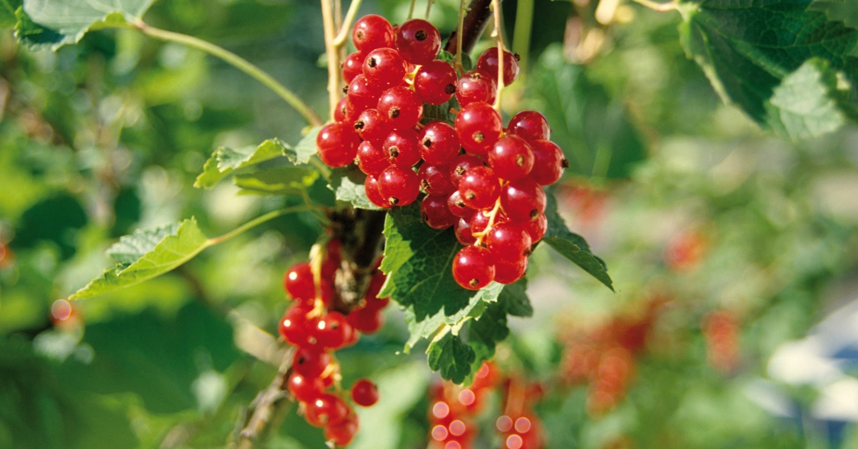 Johannesbeeren am Strauch