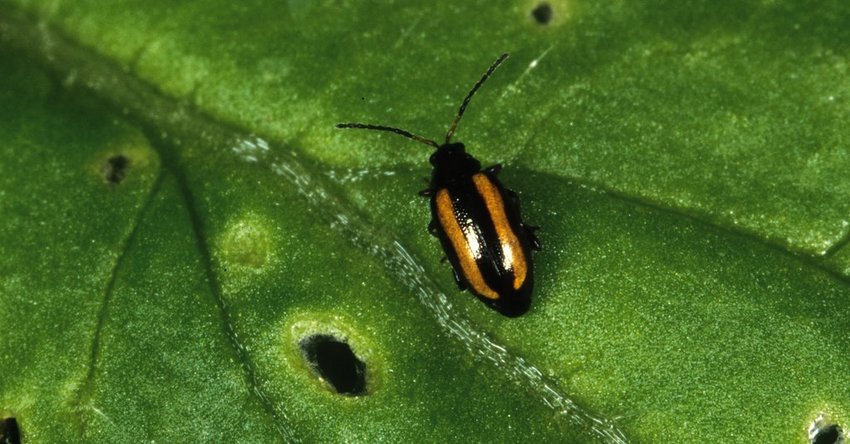 Erdflöhe an der Paprika