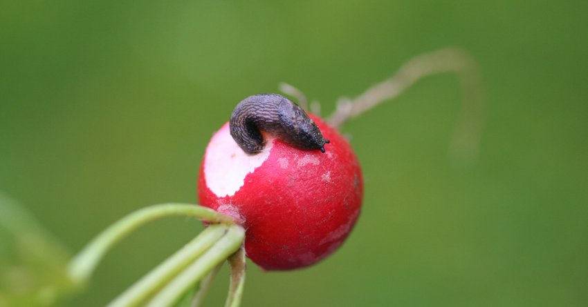 Schnecke an Radieschen